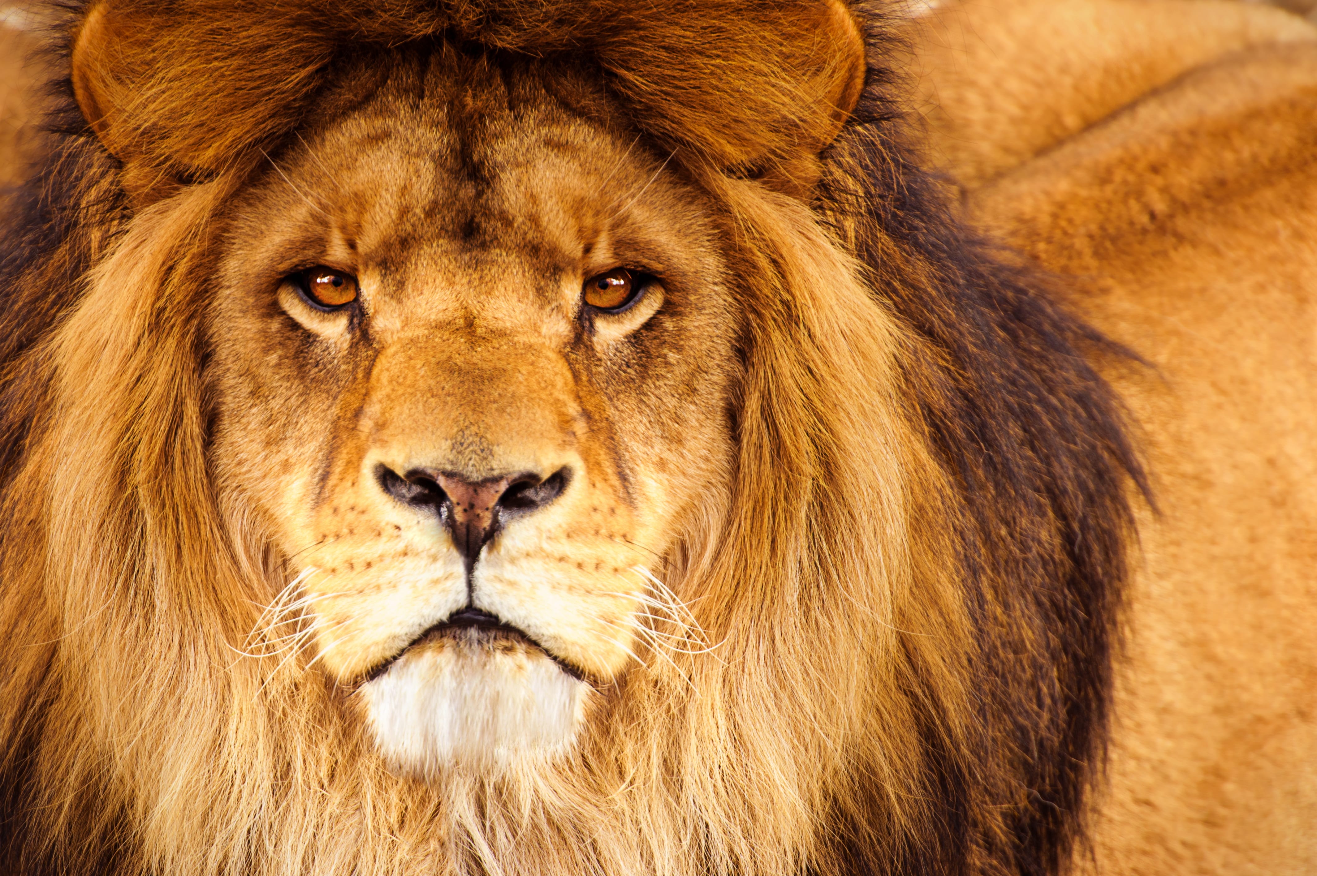 african-male-lion-headshot-looking-into-camera